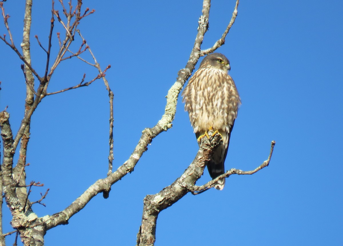 dřemlík tundrový - ML645213536