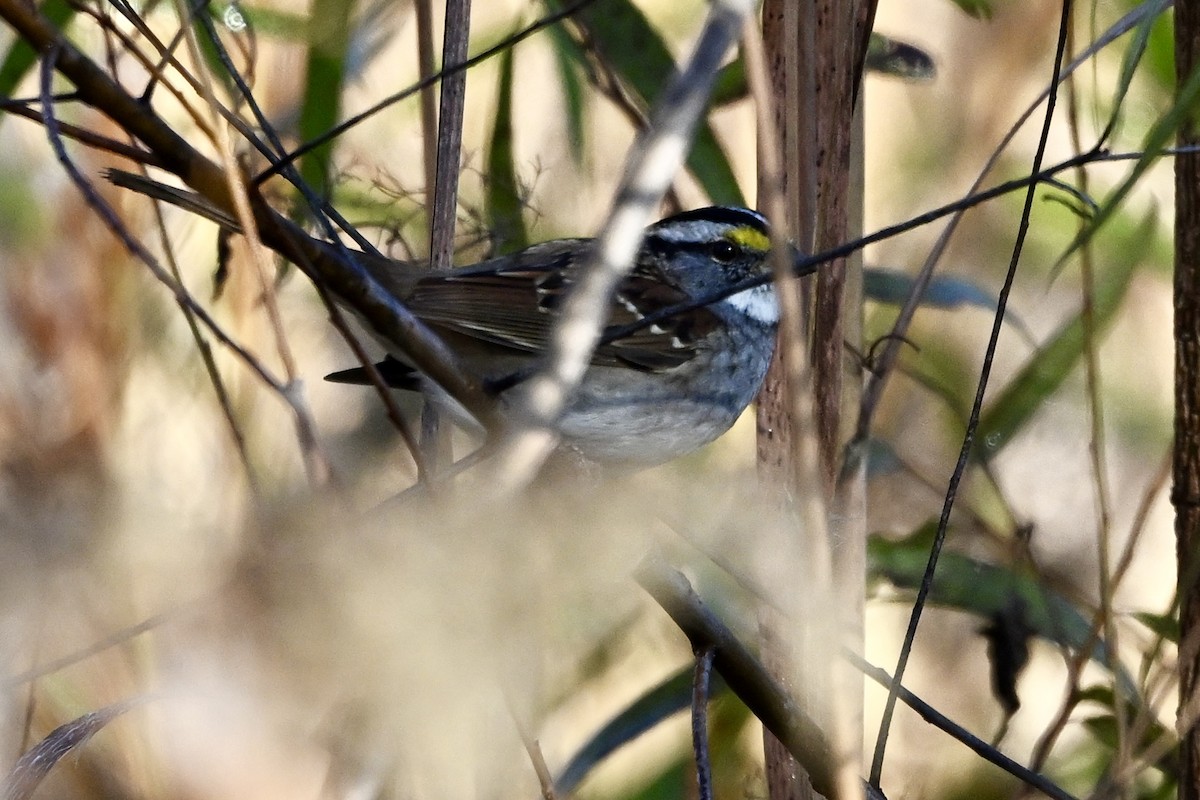 strnadec bělohrdlý - ML645213537