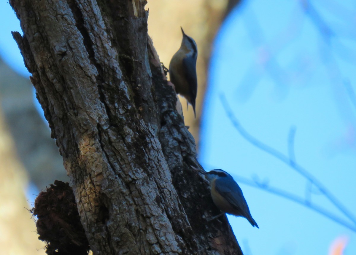 Red-breasted Nuthatch - ML645213543