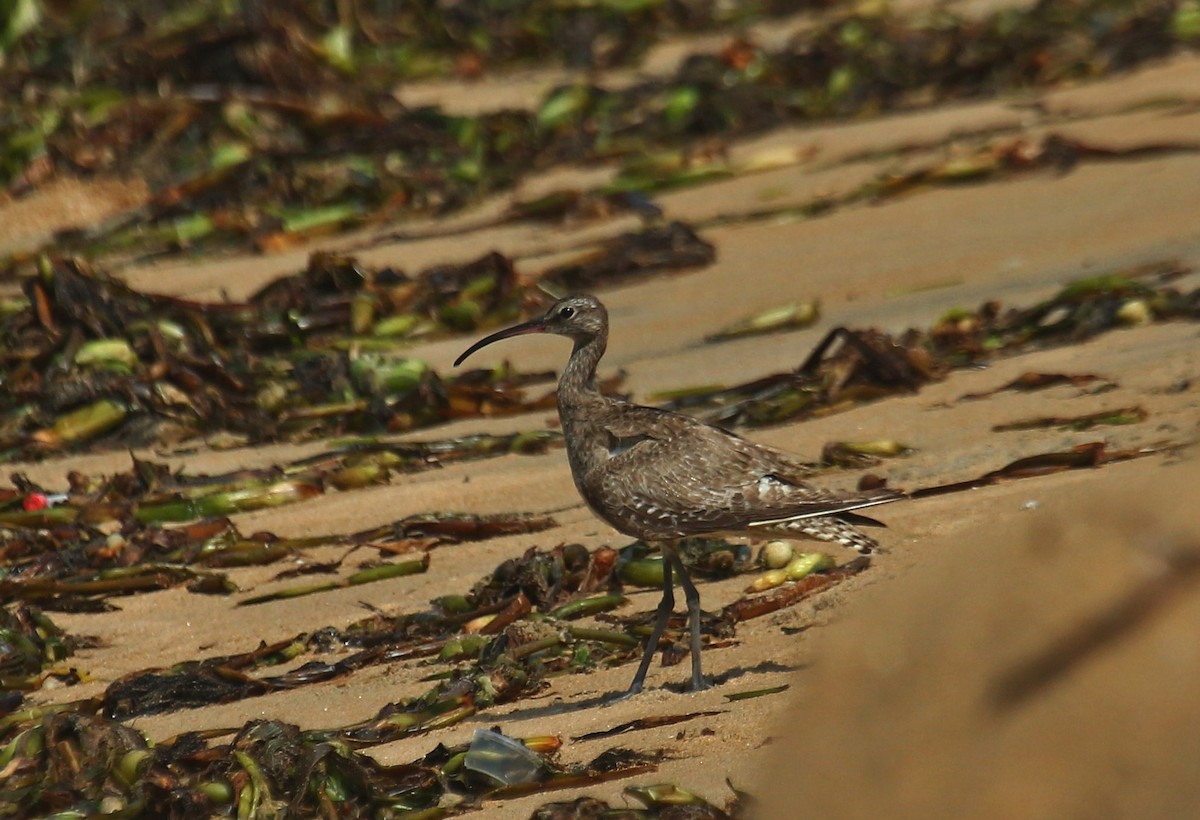 Eurasian Curlew - ML645213545