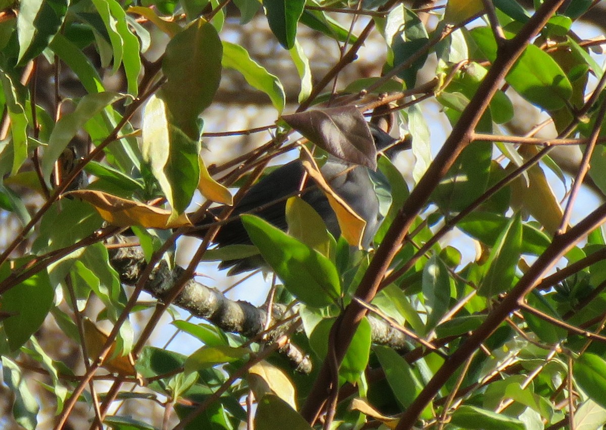 Gray Catbird - ML645213547