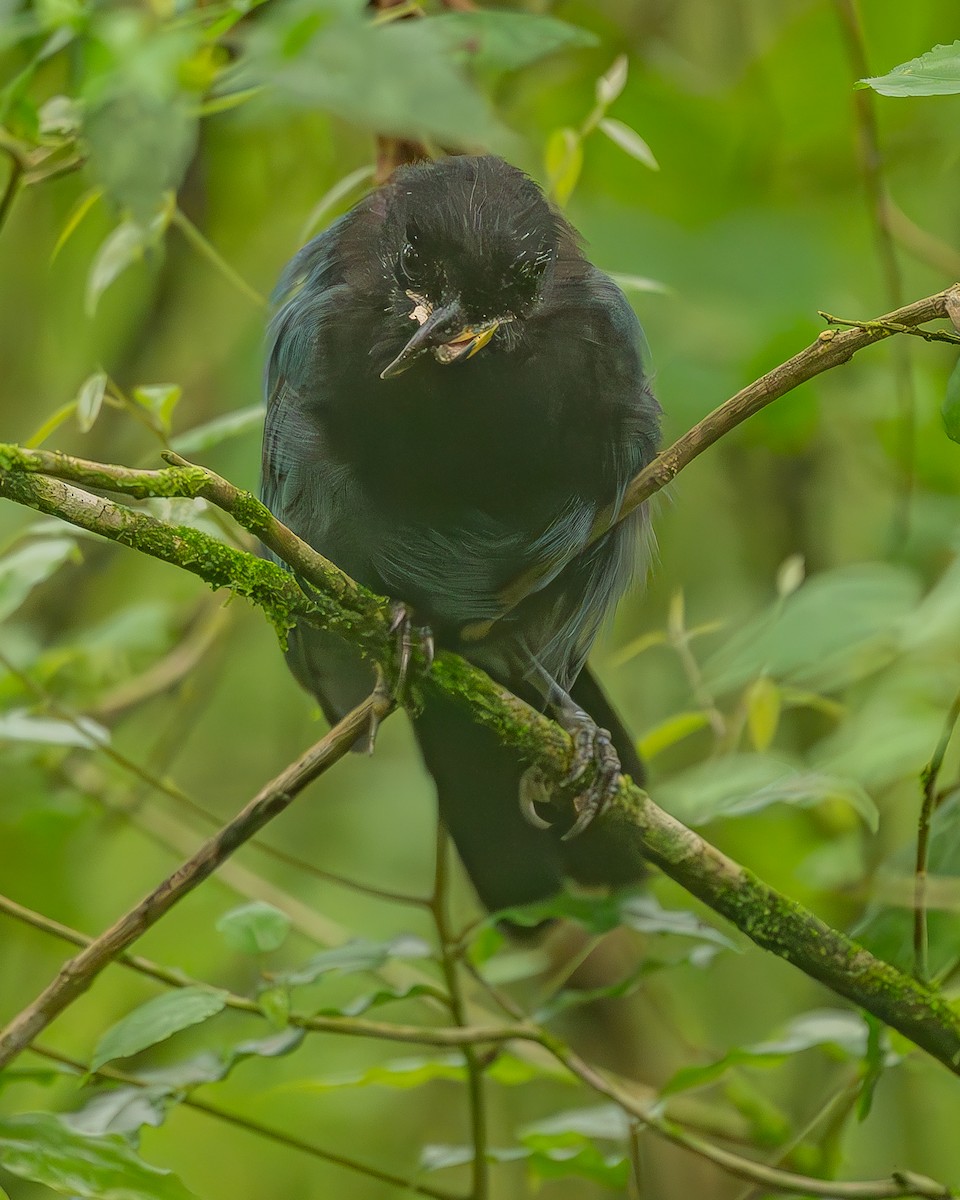 Bushy-crested Jay - ML645213548