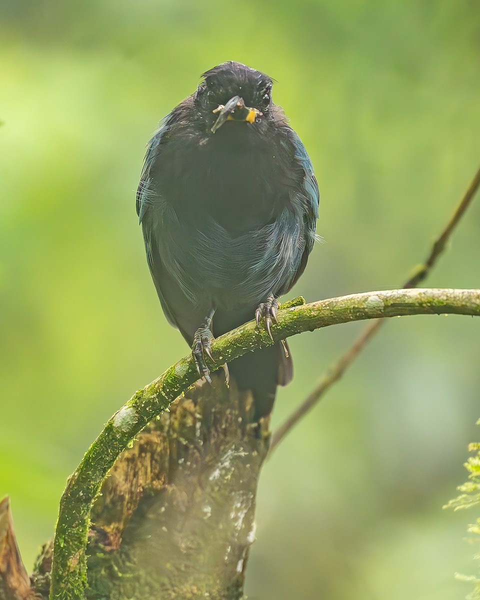 Bushy-crested Jay - ML645213549