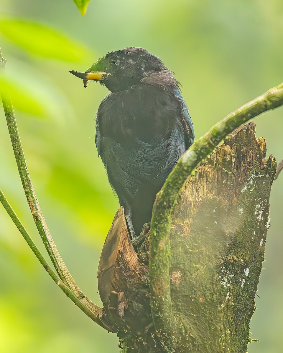 Bushy-crested Jay - ML645213550