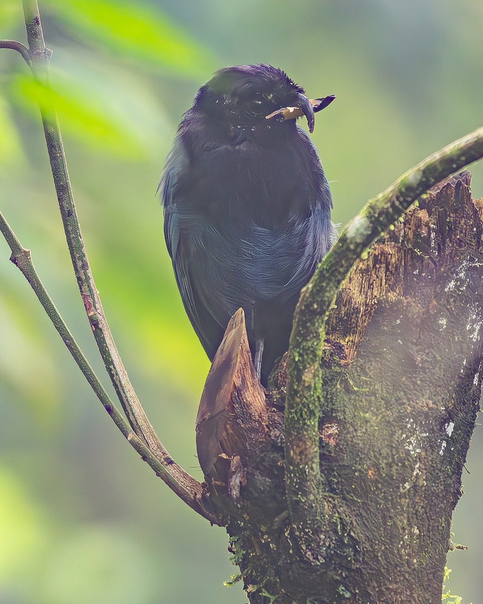 Bushy-crested Jay - ML645213551