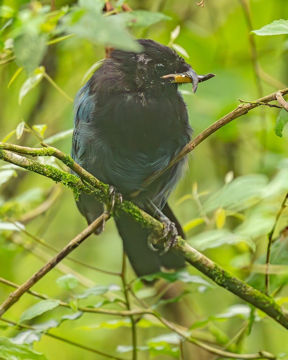 Bushy-crested Jay - ML645213552