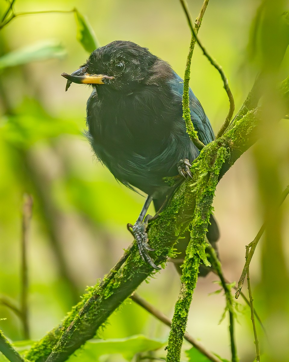 Bushy-crested Jay - ML645213553
