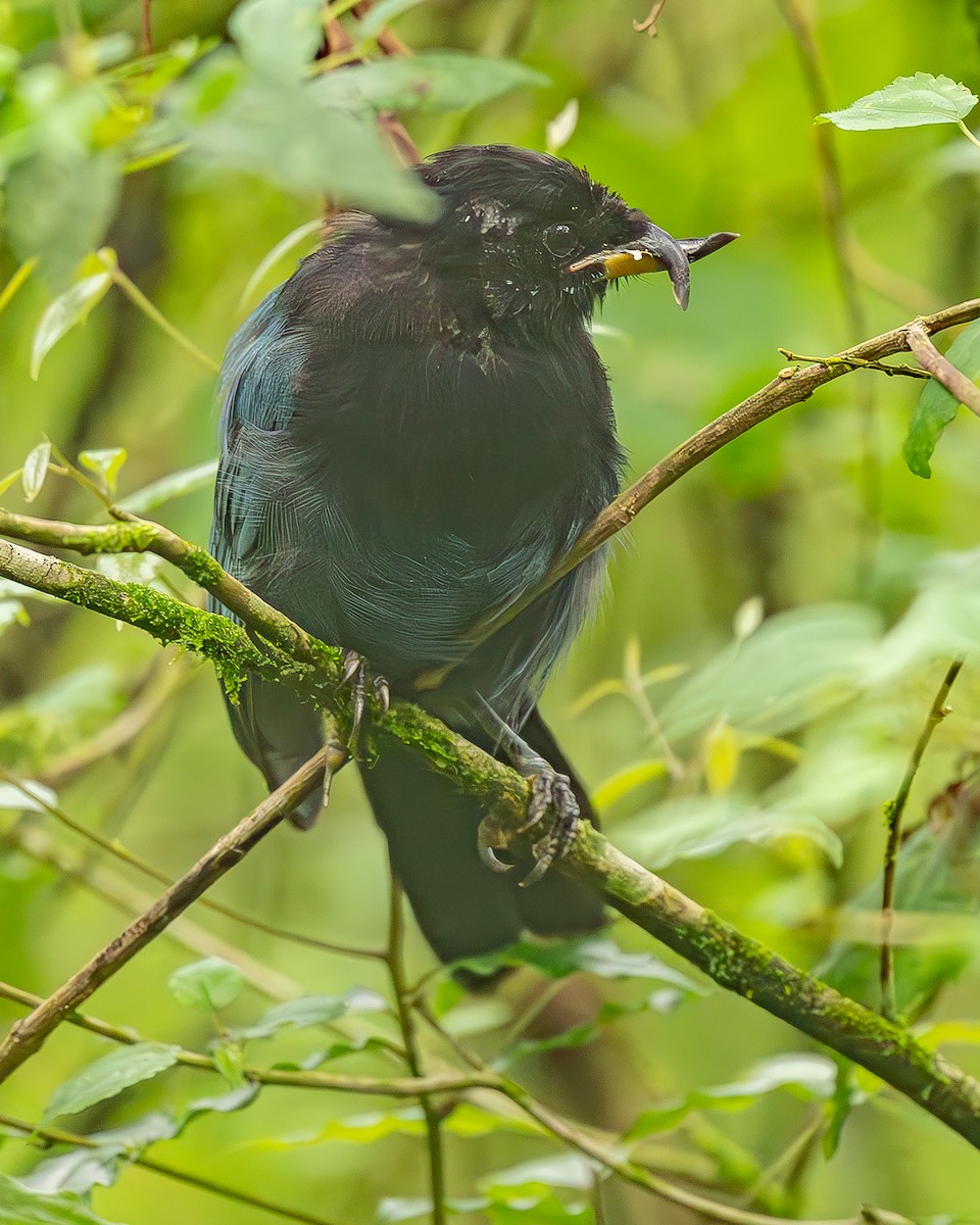 Bushy-crested Jay - ML645213554