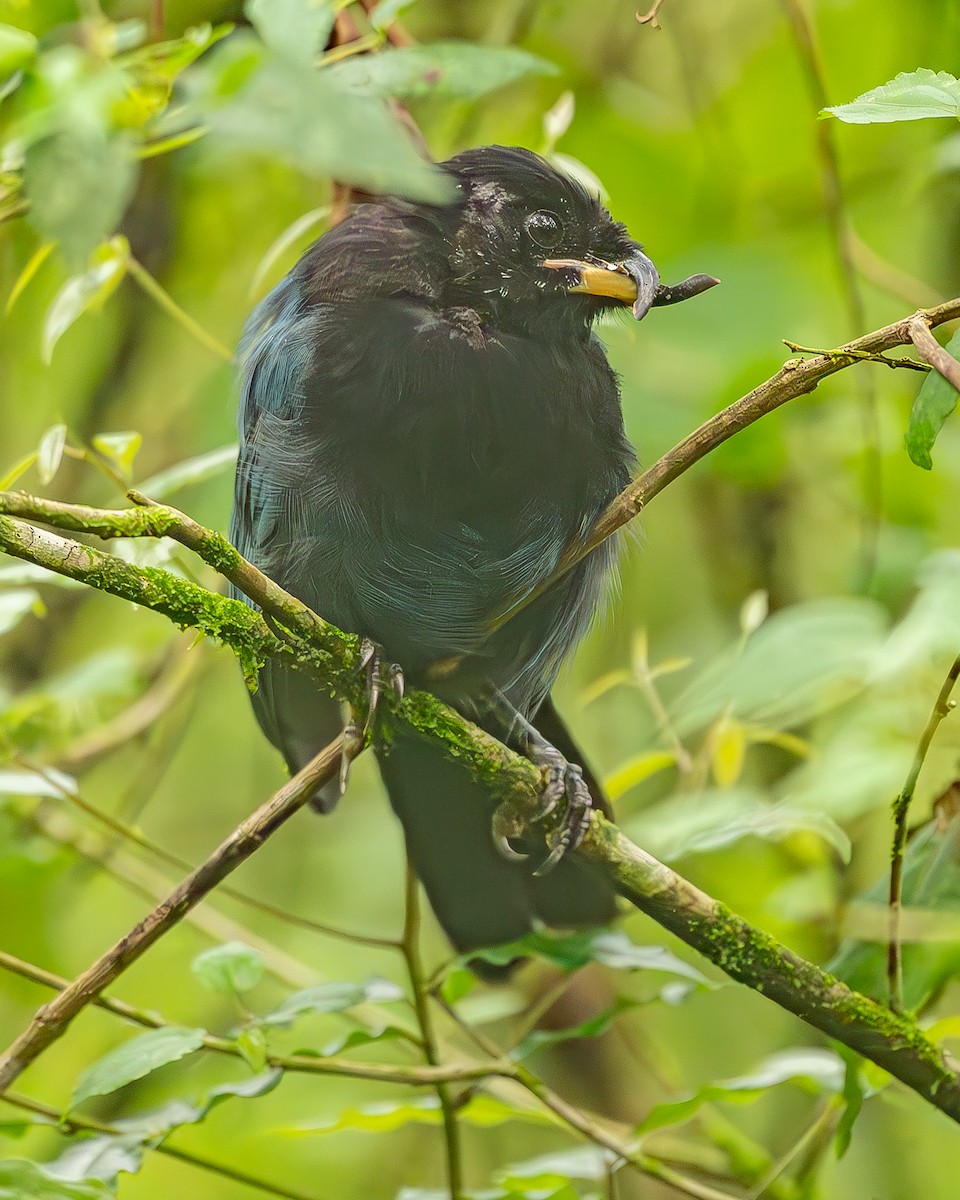 Bushy-crested Jay - ML645213555