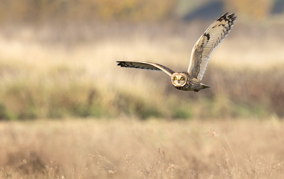 Хулгар гуйванга - ML645213559