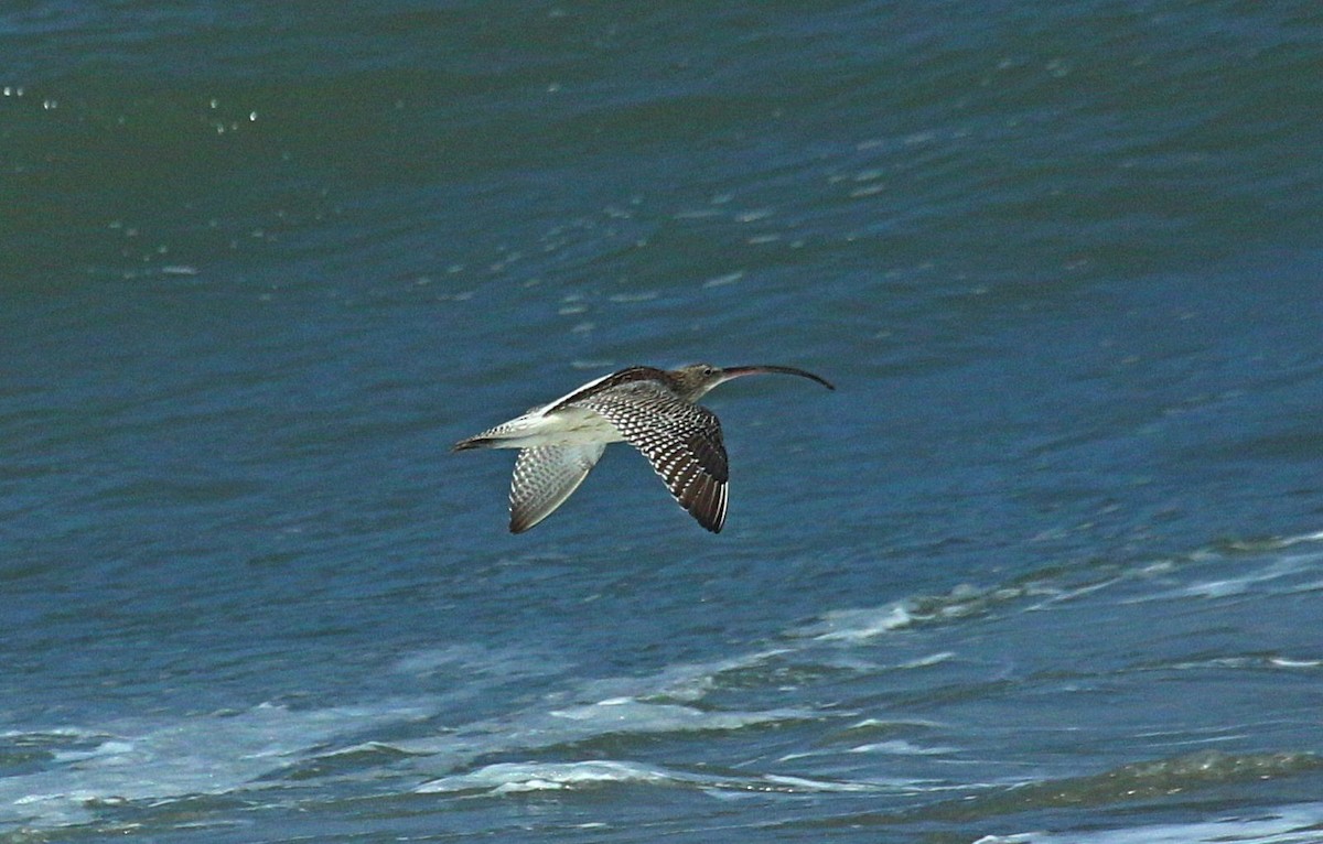 Eurasian Curlew - ML645213561
