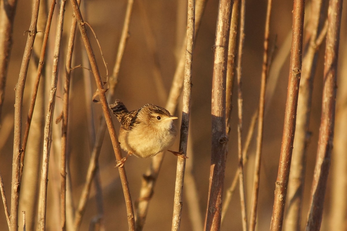 Sedge Wren - ML645213569