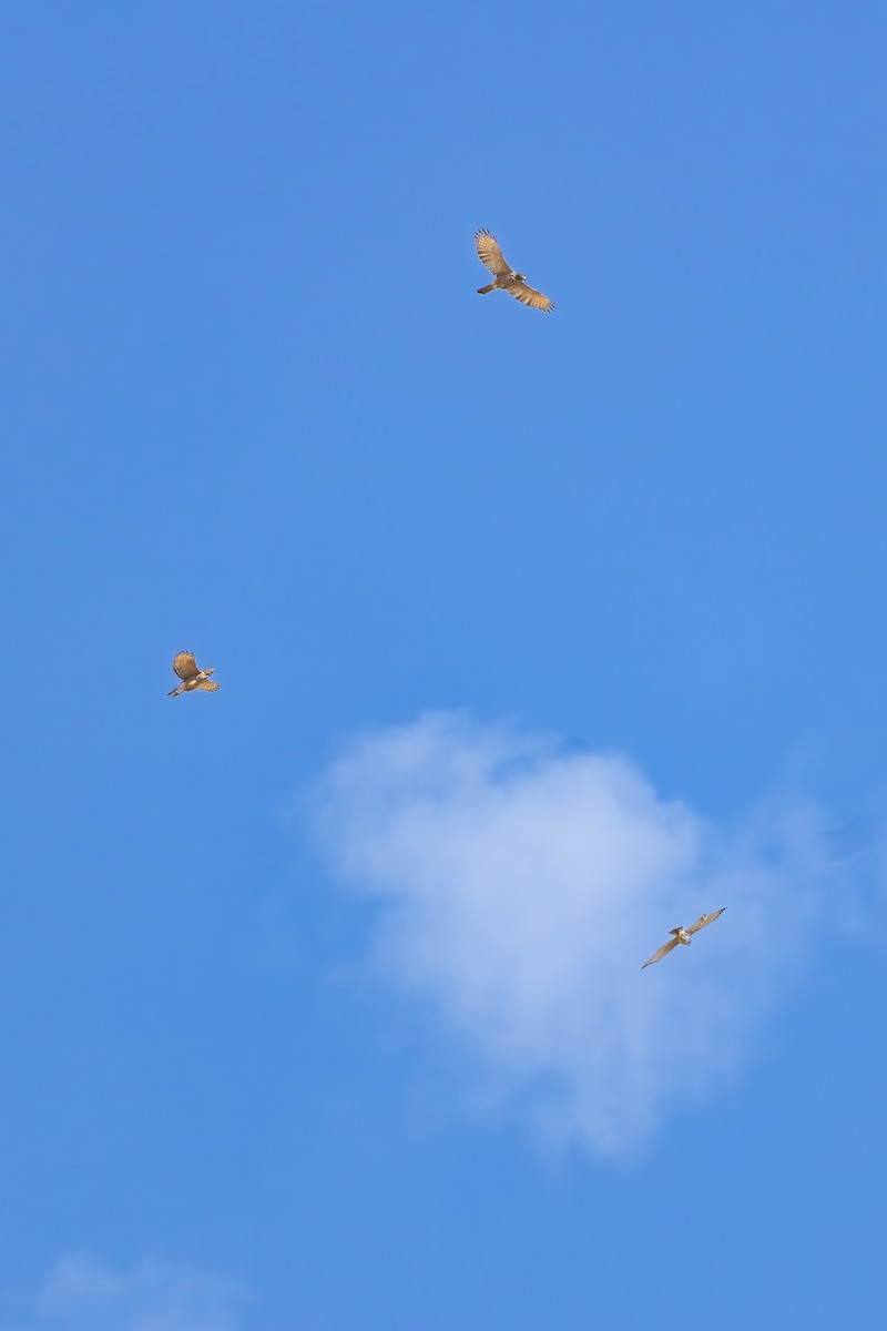 káně krahujová - ML645213578