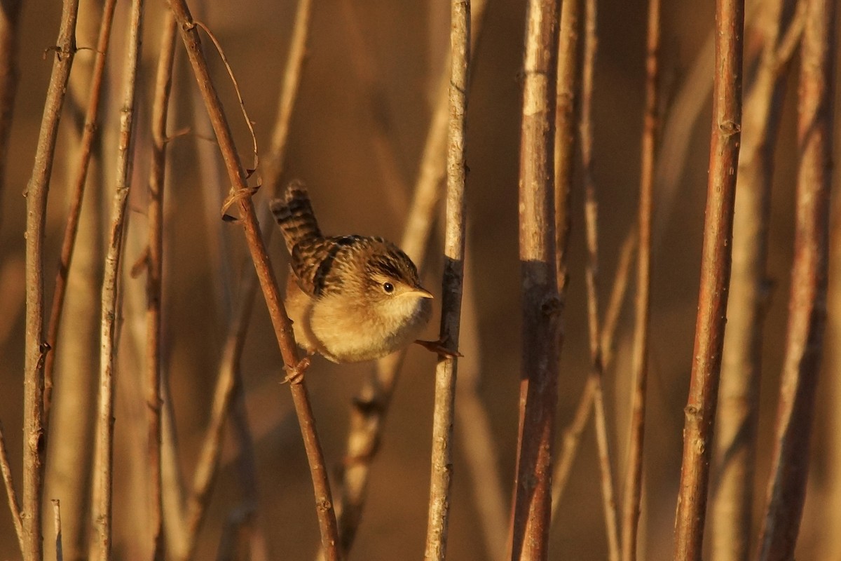 Sedge Wren - ML645213581