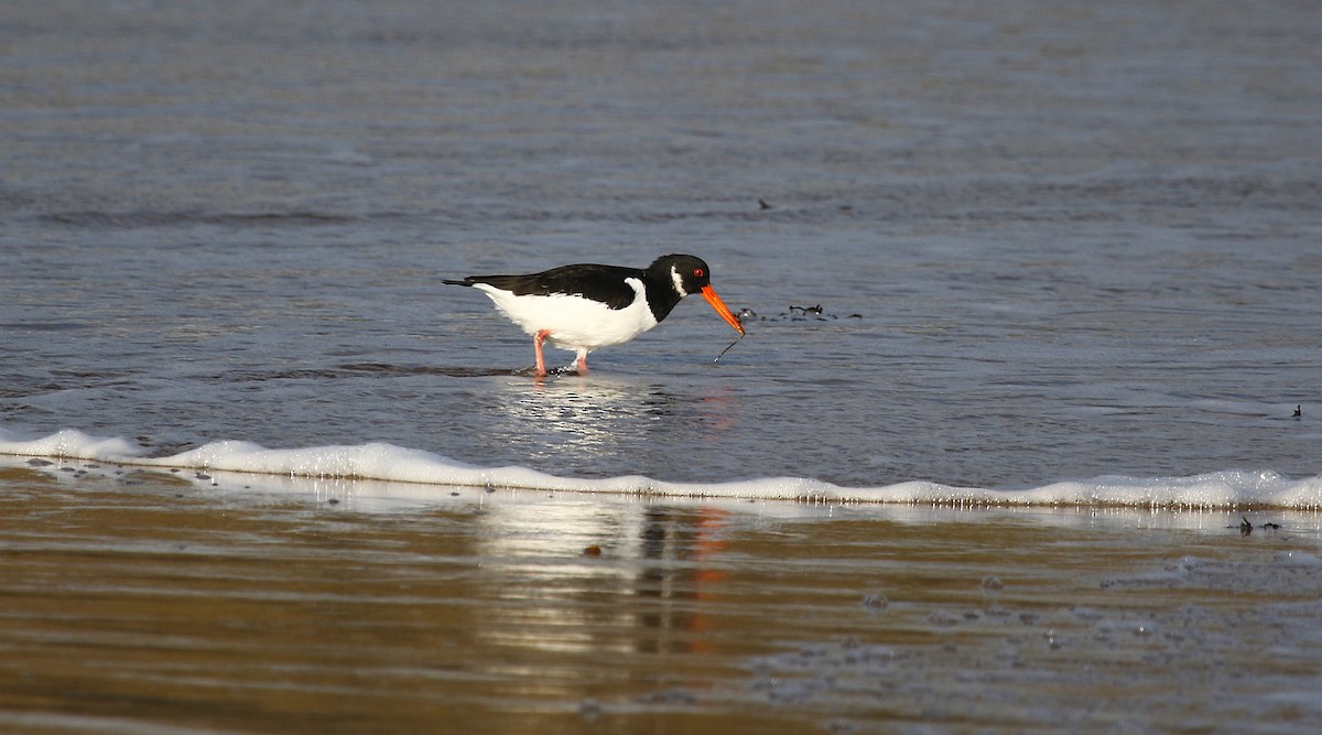 Алаг хясаач - ML645213583