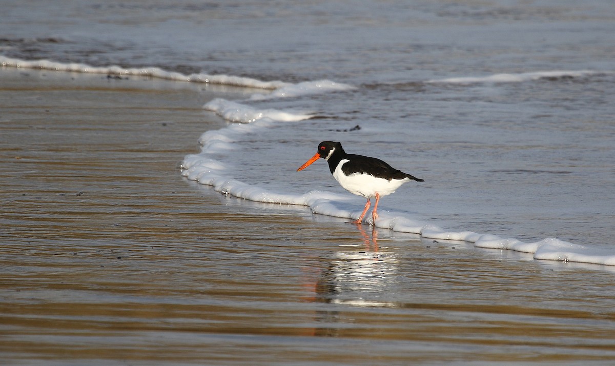 Алаг хясаач - ML645213584