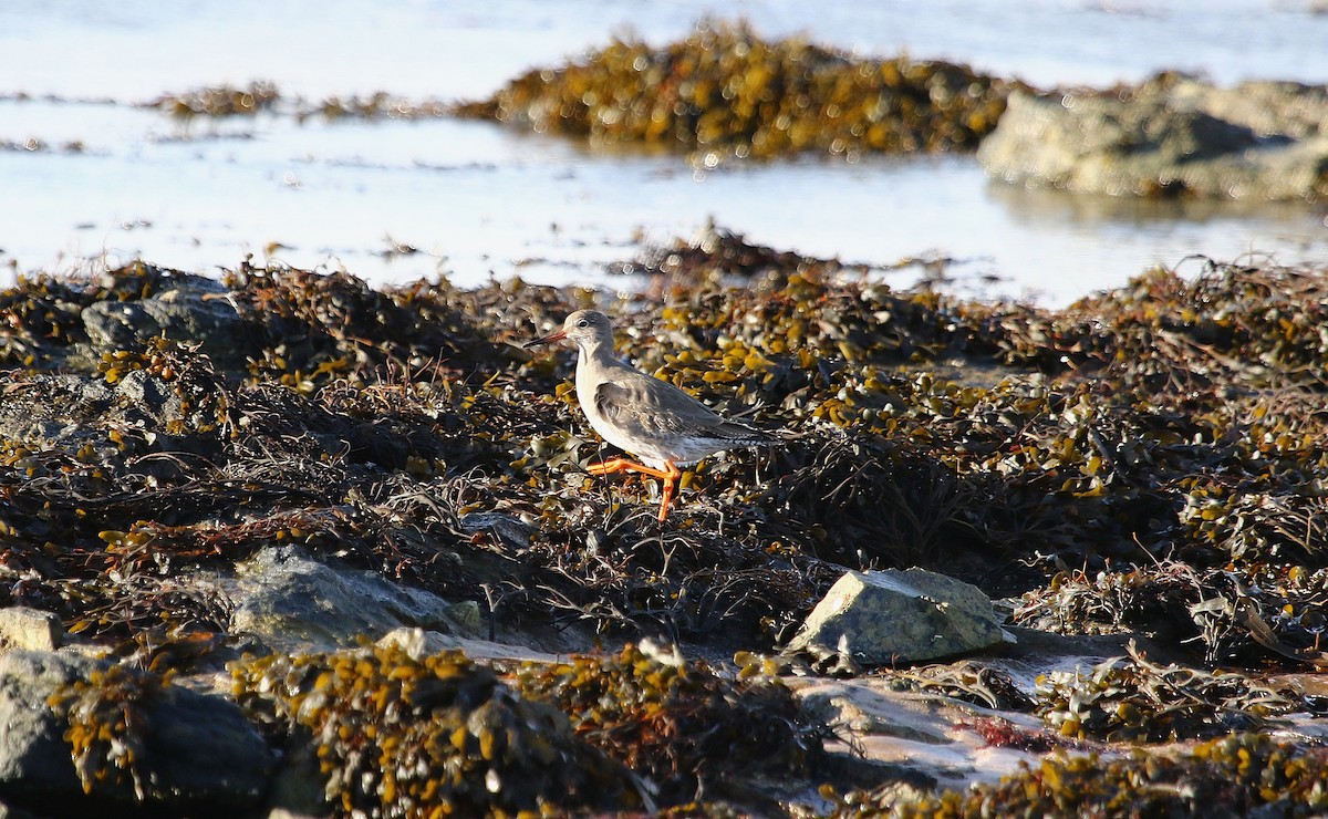 Улаан хөлт хөгчүү - ML645213587