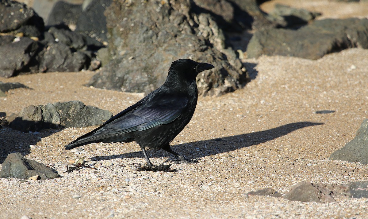 Хар хэрээ - ML645213594