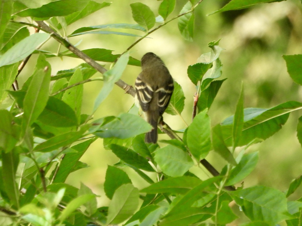 Least Flycatcher - ML645213602