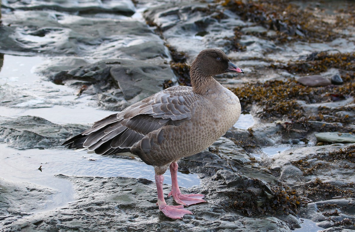 Pink-footed Goose - ML645213603