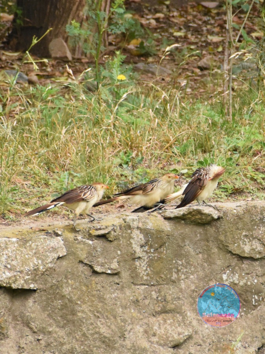 Guira Cuckoo - ML645213605