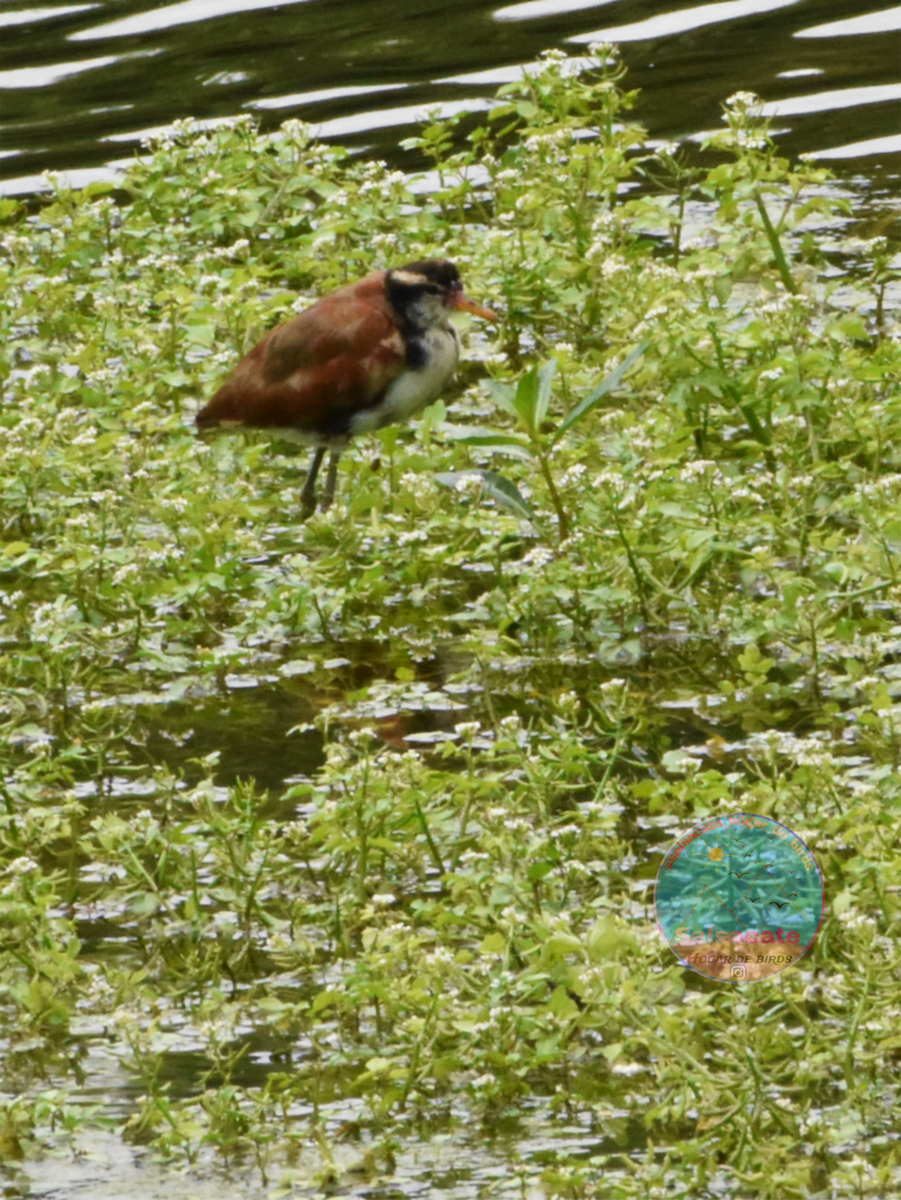 Wattled Jacana - ML645213611