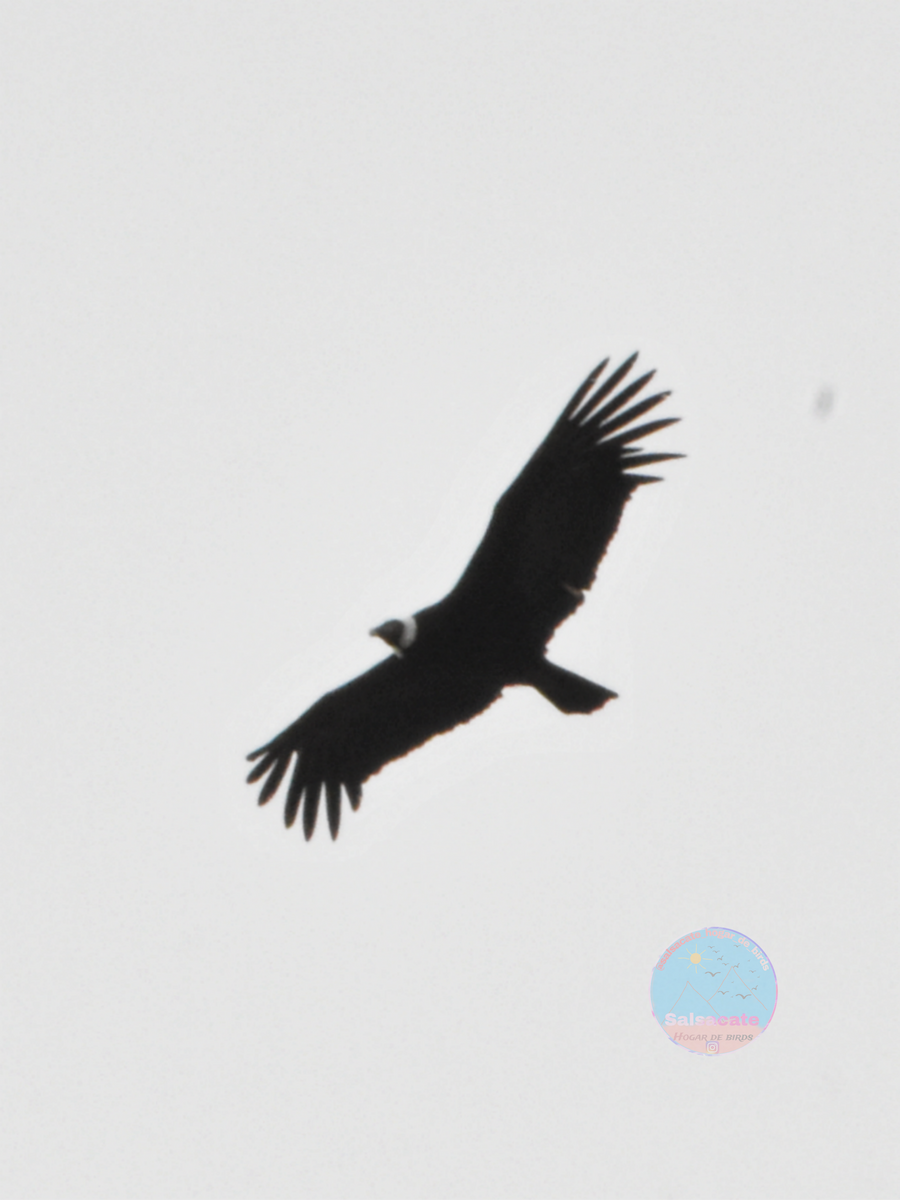 Andean Condor - ML645213613