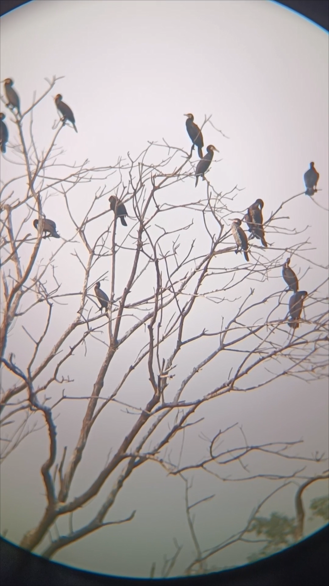 kormorán velký - ML645213617