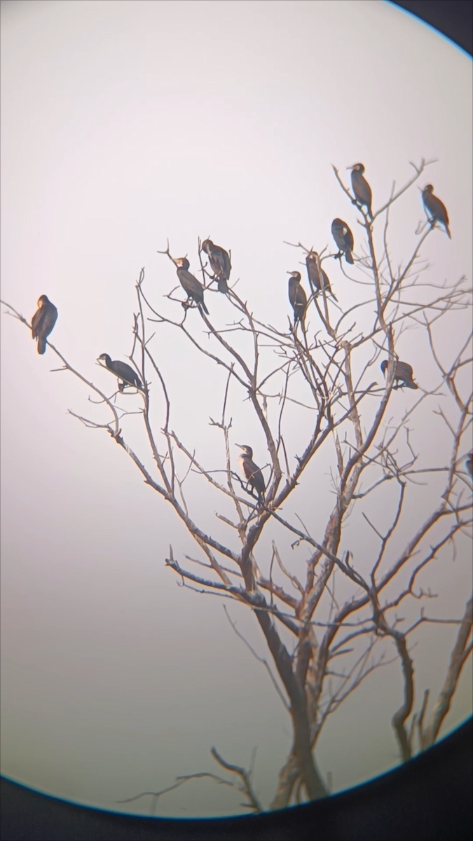 kormorán velký - ML645213618