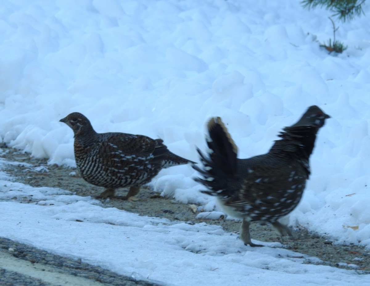 Spruce Grouse - ML645213623