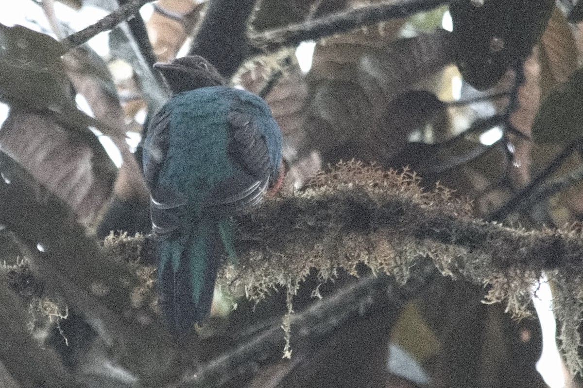 Goldkopftrogon - ML645213627