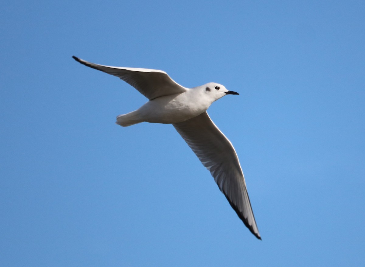 Bonaparte's Gull - ML645213648