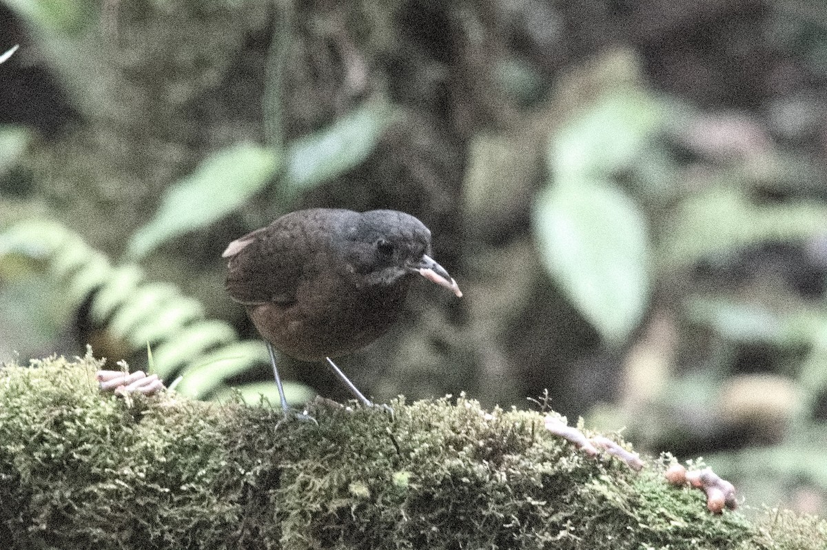 Moustached Antpitta - ML645213649