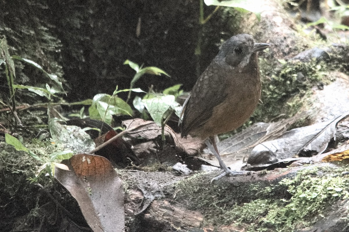 Moustached Antpitta - ML645213650