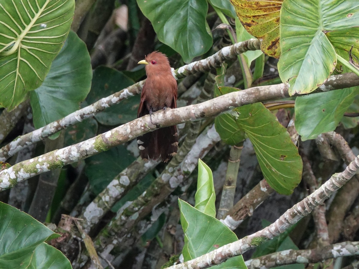 Little Cuckoo - ML645213655