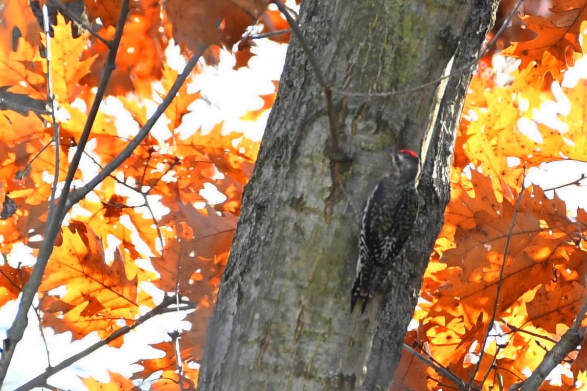 datel rudohrdlý - ML645213668