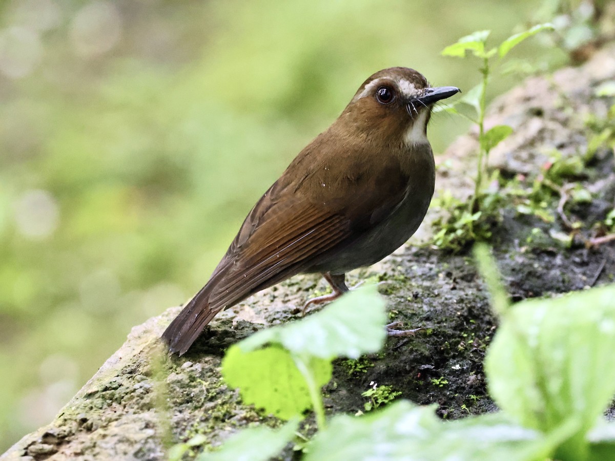 Eyebrowed Jungle Flycatcher - ML645213672