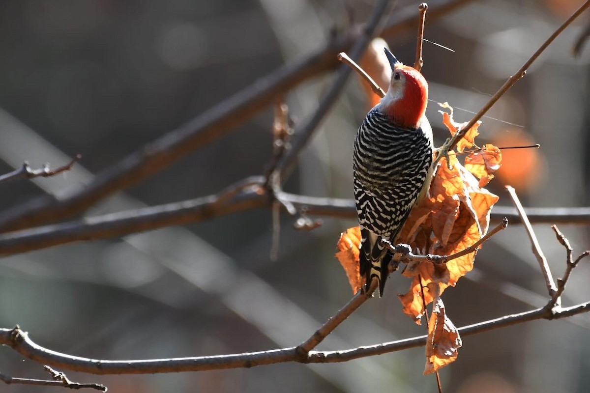 datel karolínský - ML645213673