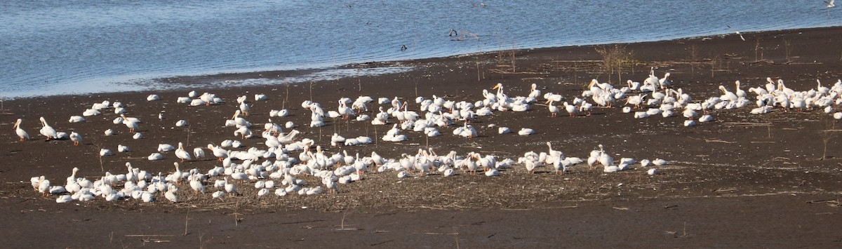 American White Pelican - ML645213674