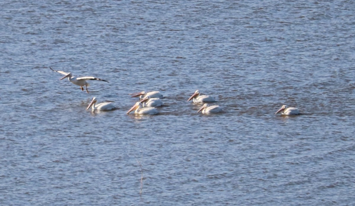 American White Pelican - ML645213675