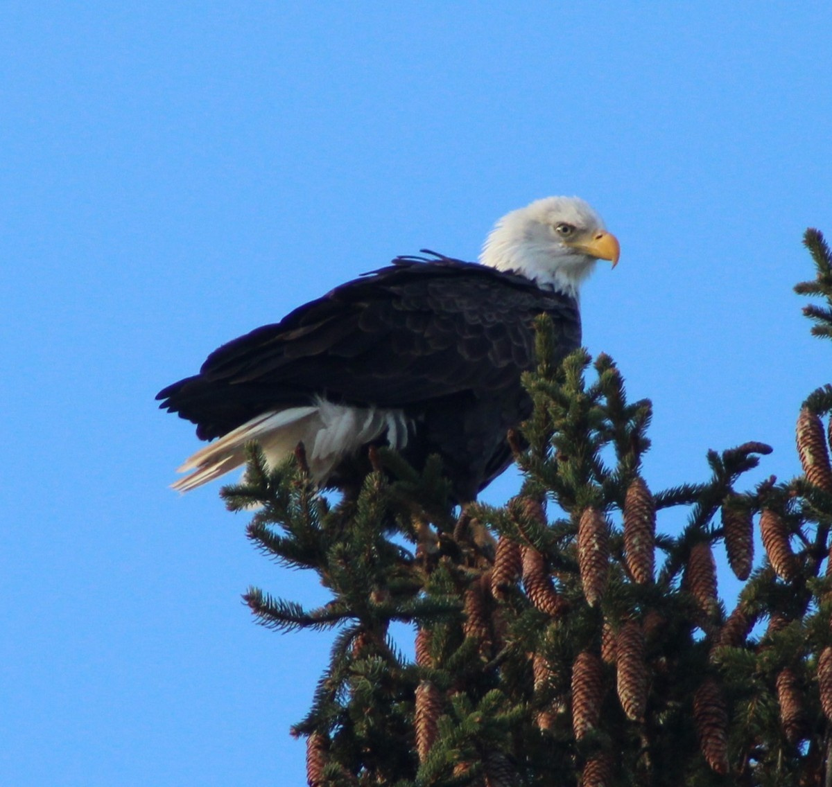Bald Eagle - ML645213676