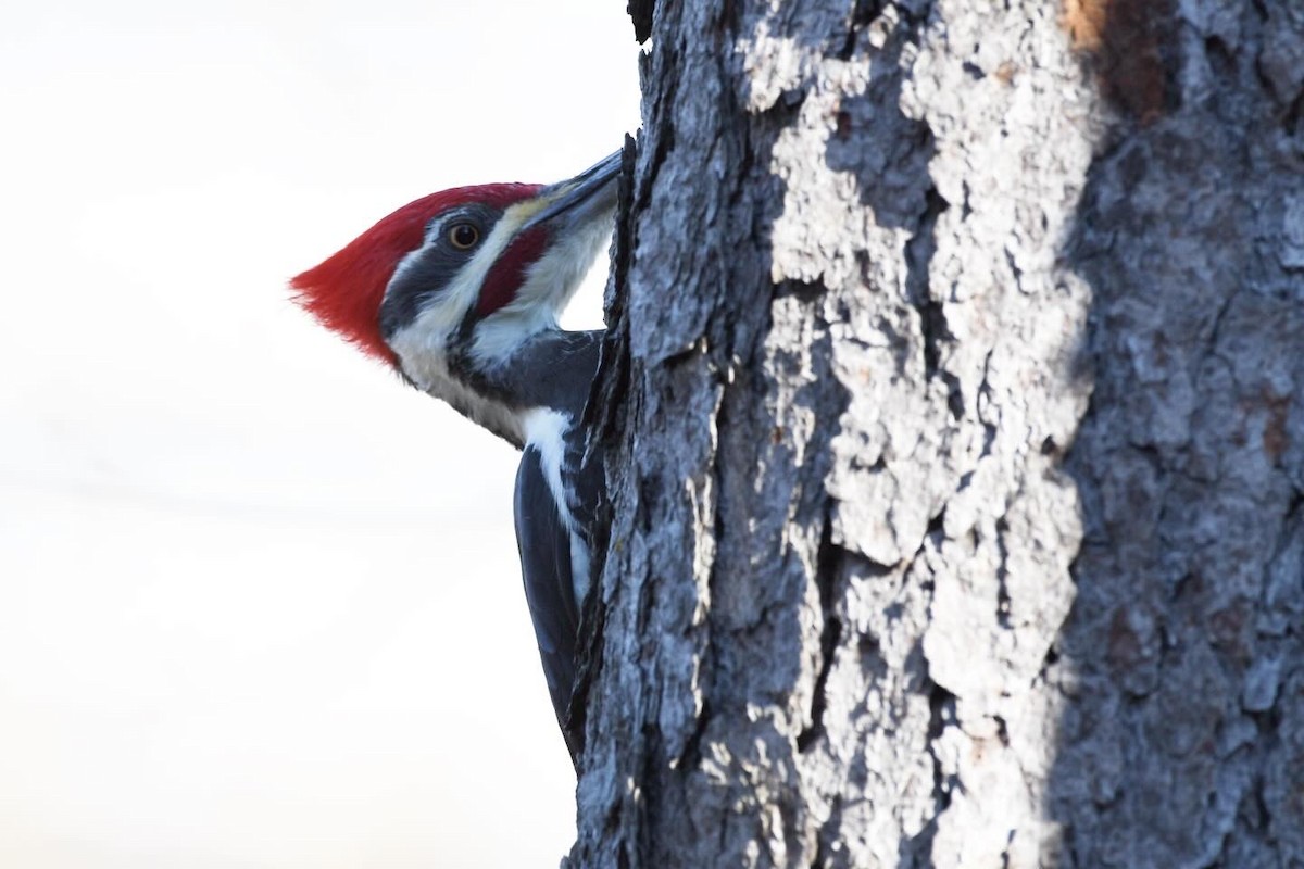 datel chocholatý - ML645213677
