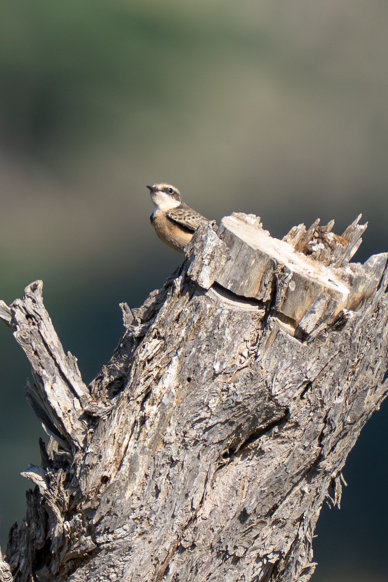 Pied Wheatear (vittata) - ML645213679