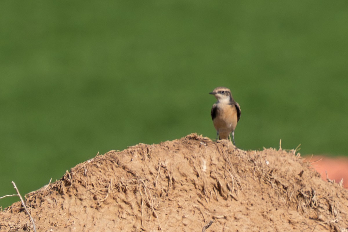 Pied Wheatear (vittata) - ML645213680