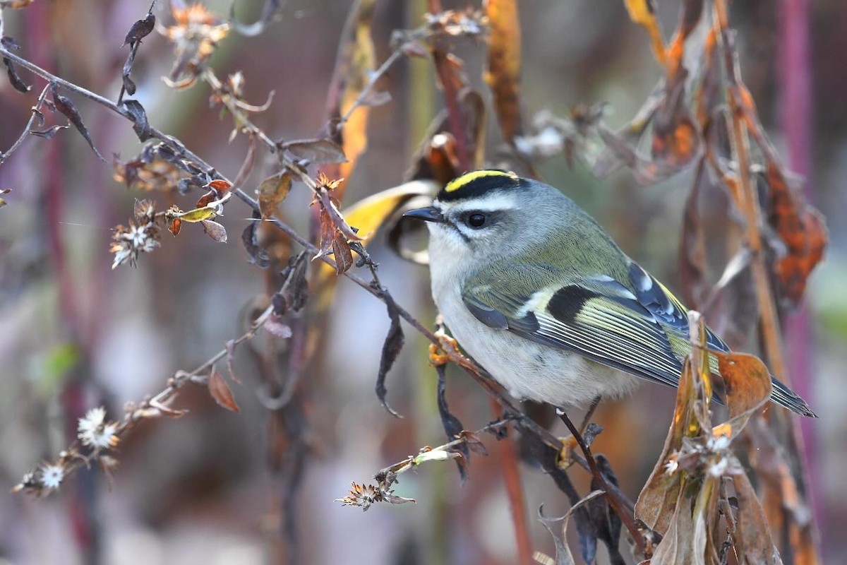 králíček zlatohlavý - ML645213685