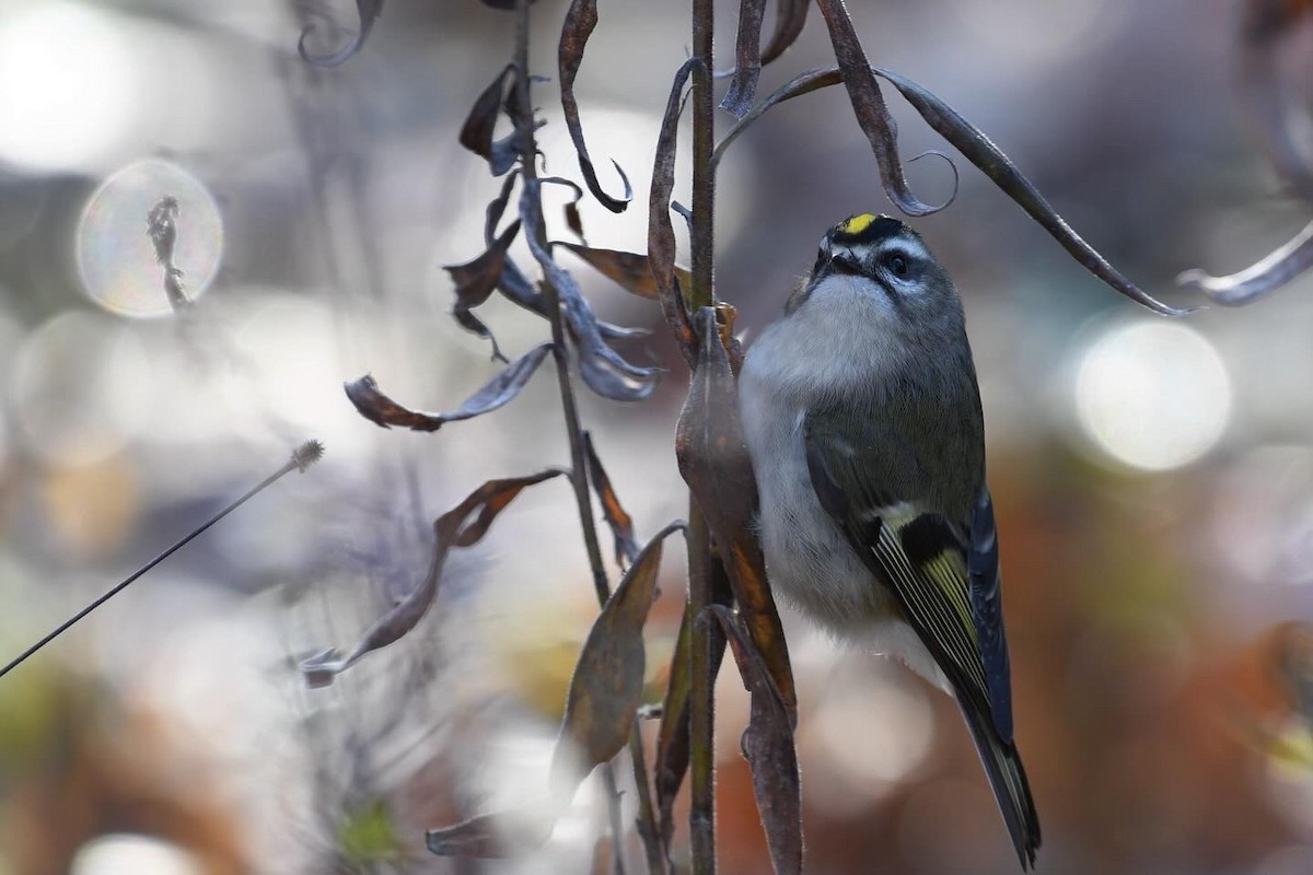 králíček zlatohlavý - ML645213686