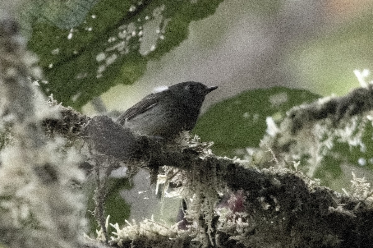 Streak-necked Flycatcher - ML645213688
