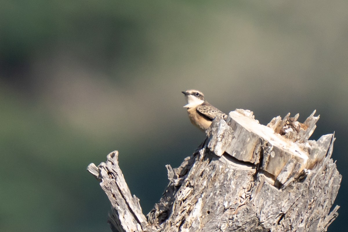 Pied Wheatear (vittata) - ML645213689