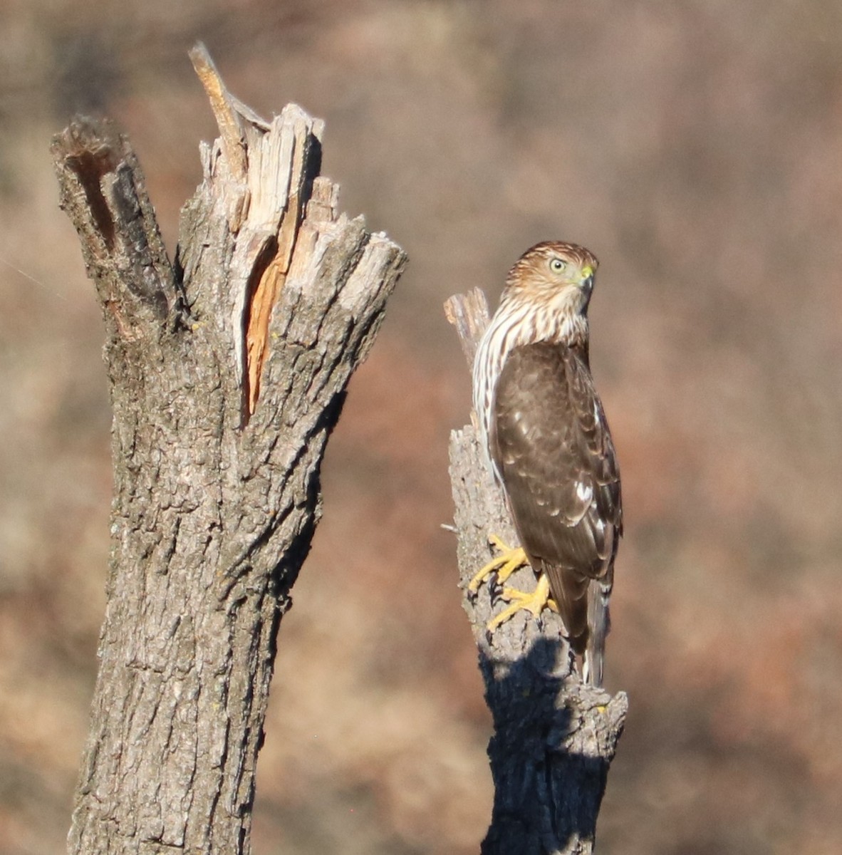 Cooper's Hawk - ML645213698