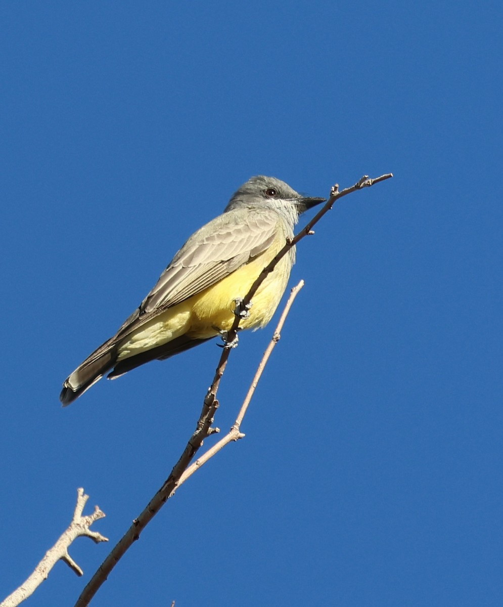 Cassin's Kingbird - ML645213701
